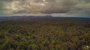 他们真的会种树吗