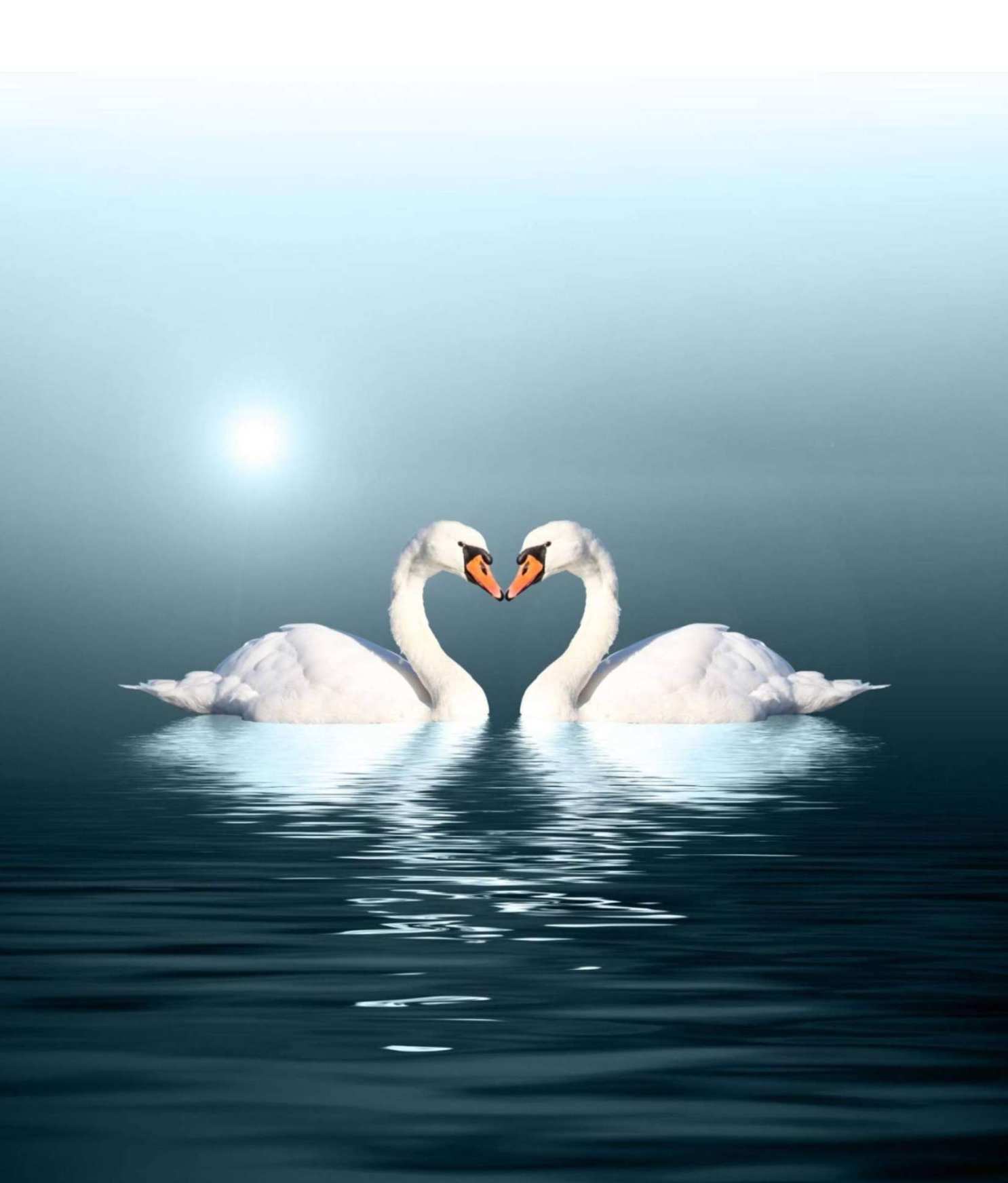 1711602401020030337.jpg sf.jpg