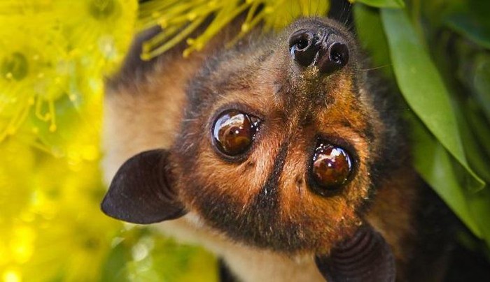 1650777716280062056.jpg why-did-bats-survive-carrying-deadly-virus-picture-1-dTTZcWPxz.jpg