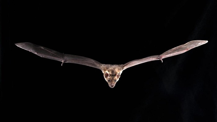 1650777725623085302.jpg why-did-bats-survive-carrying-deadly-virus-picture-2-1CGft0REk.jpg