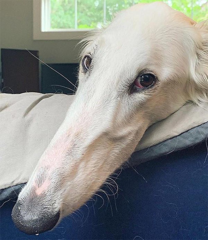 she-has-the-longest-nose-in-the-world-picture-2-g8EUdW90U.jpg