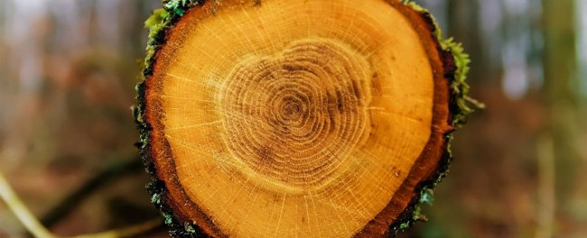 1648824789664053110.jpg found-evidence-of-sun-storm-in-wood-rings-picture-1-wndoi4N1d.jpg